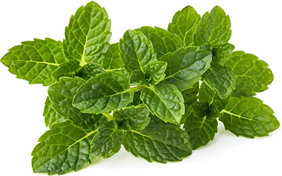 Peppermint